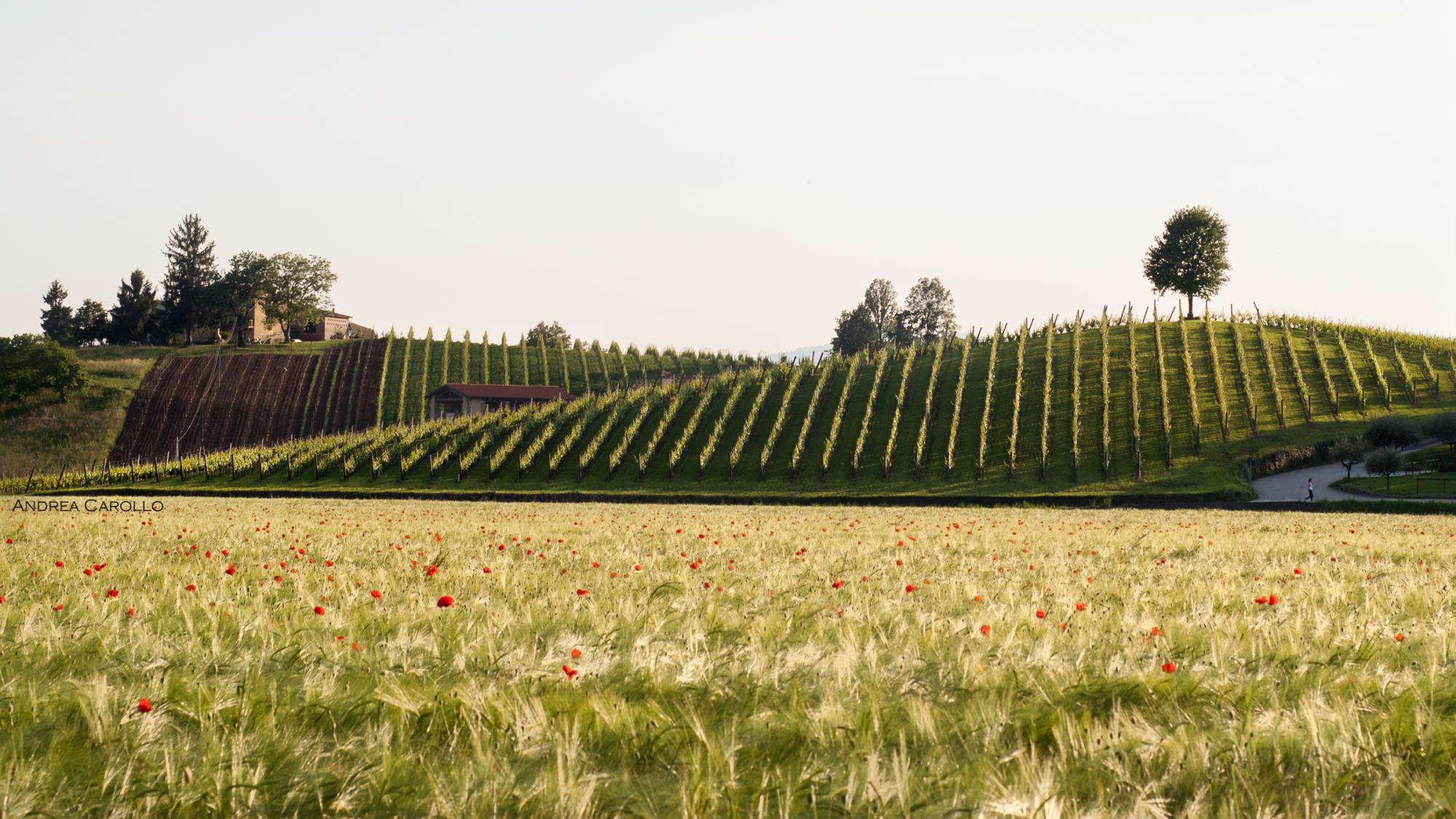 TOUR DELLE CANTINE VERONESI