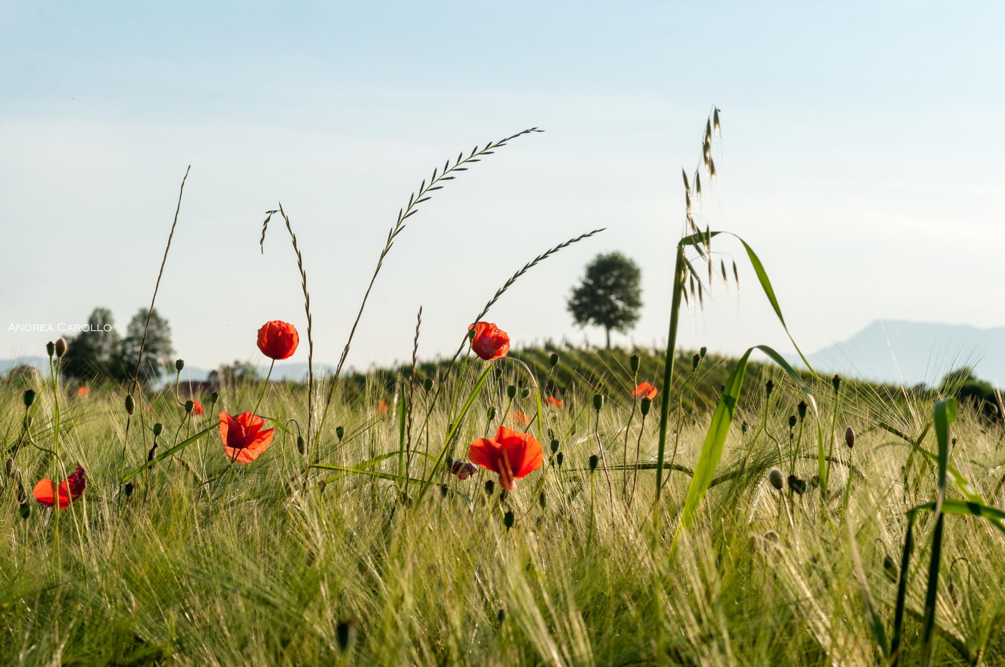 VACANZE IN COTTAGE DI CHARME NELLA PEDEMONTANA VICENTINA